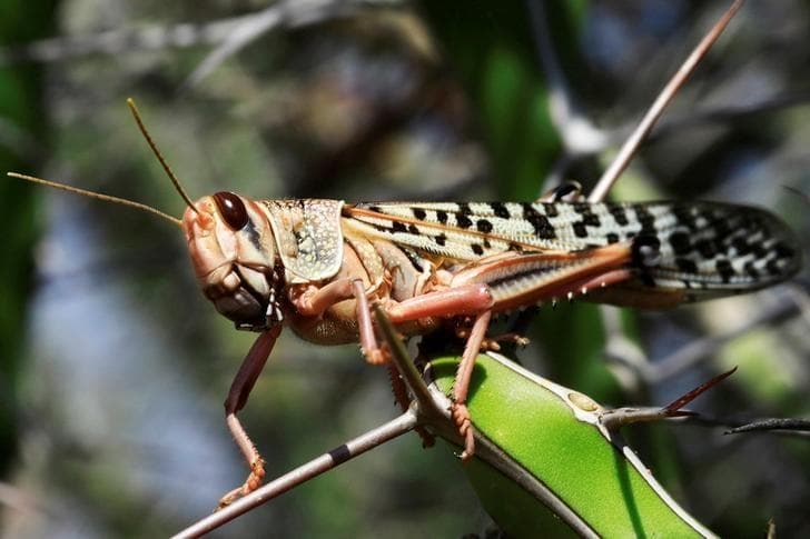 Why We Can’t Eat Out The Locust Menace