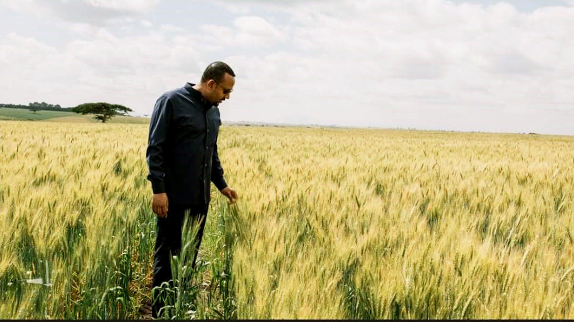 Ethiopia Emerges As The Largest Wheat Producer In Africa