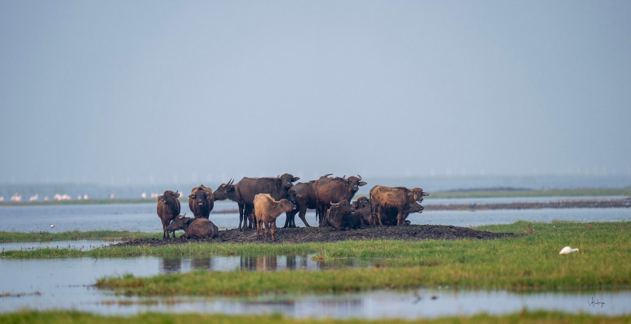 ‪Kenya Declares Domesticated Water Buffalo A Food Animal‬