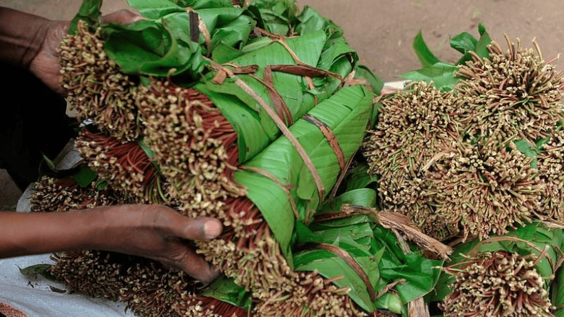 Good News For Miraa Farmers As Govt Announces Higher Prices