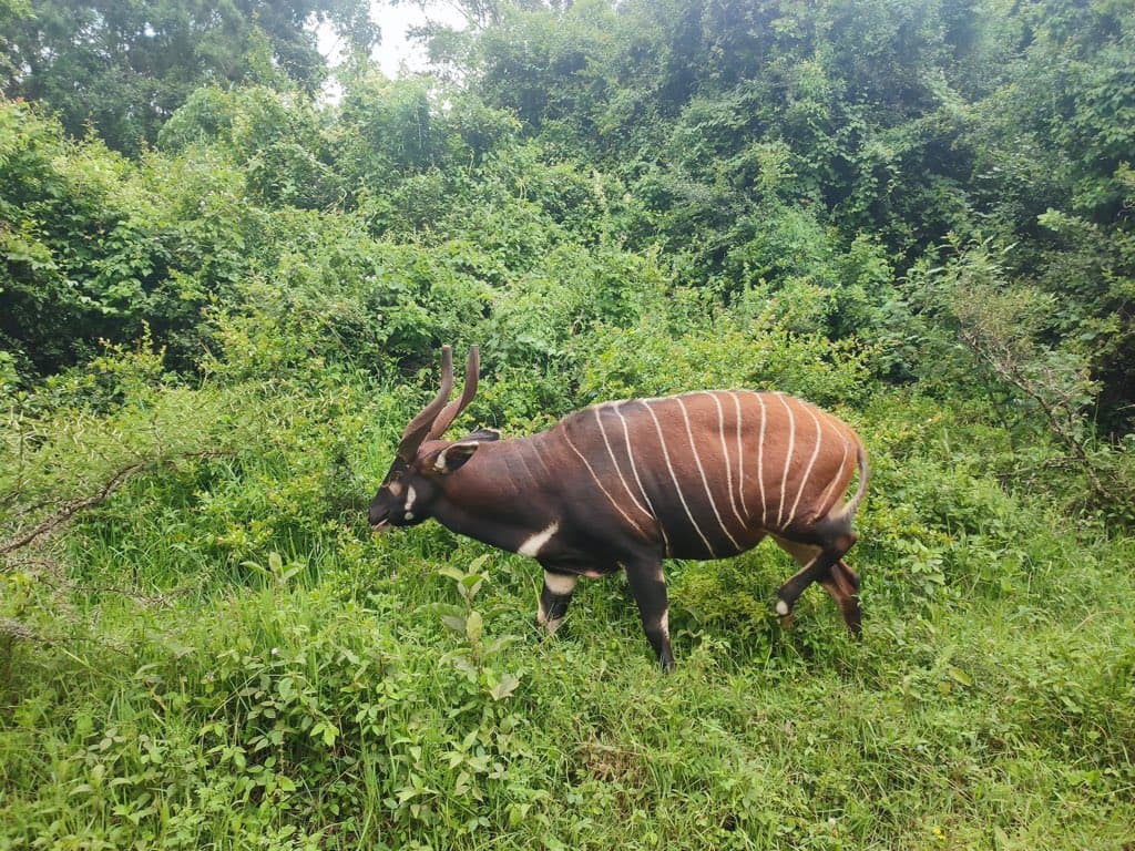 Setting the Record Straight on Wildlife Conservation and Ecological Justice