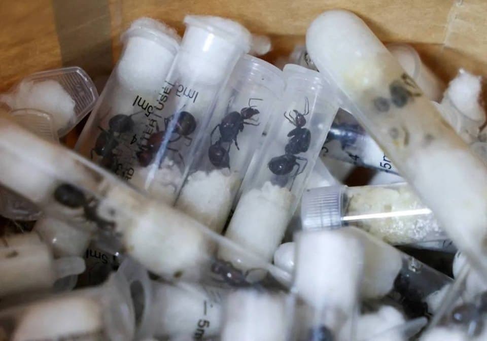 How Rare Ants and Plants Became the New Gold for Wildlife Traffickers – KWS Exposes Million-Dollar Trade