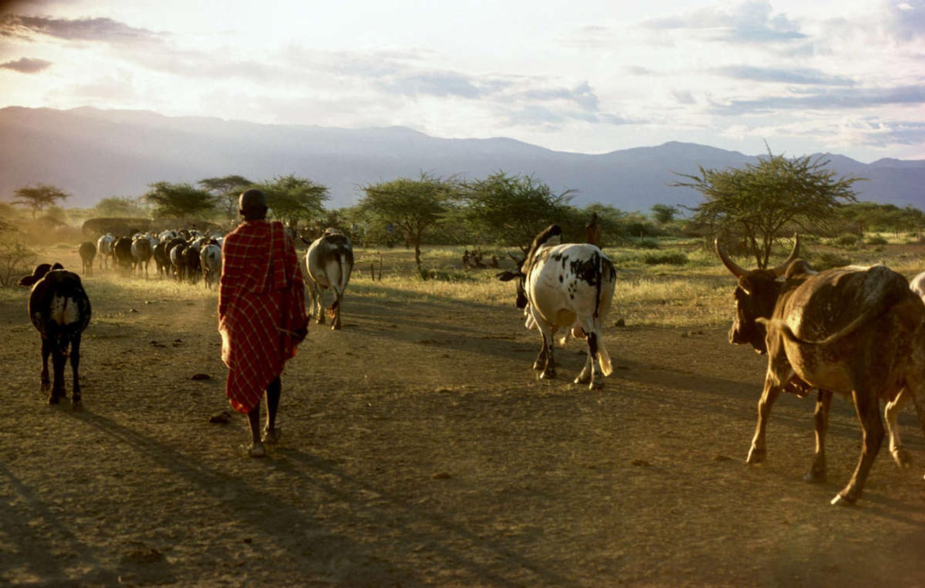 Why Uasin Gishu Farmers Have Rejected Exploitative Carbon Credits Deal