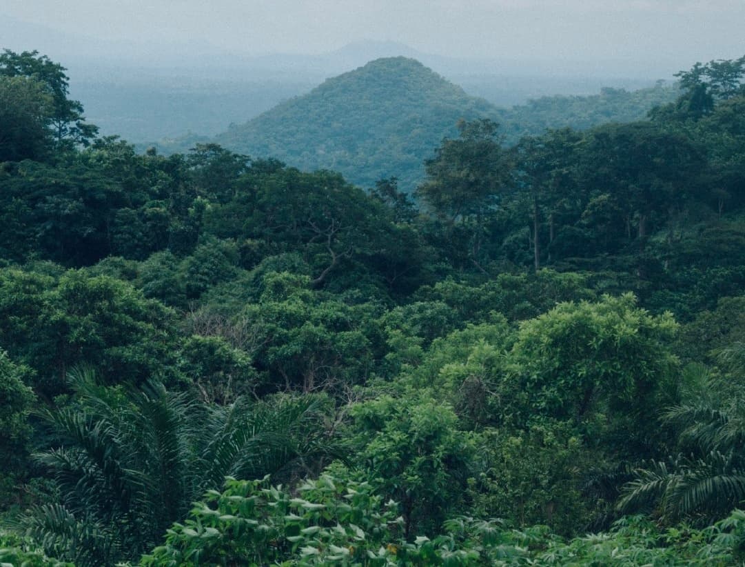 Alarm as Fake Environmentalists Engage in Carbon Credits Fraud