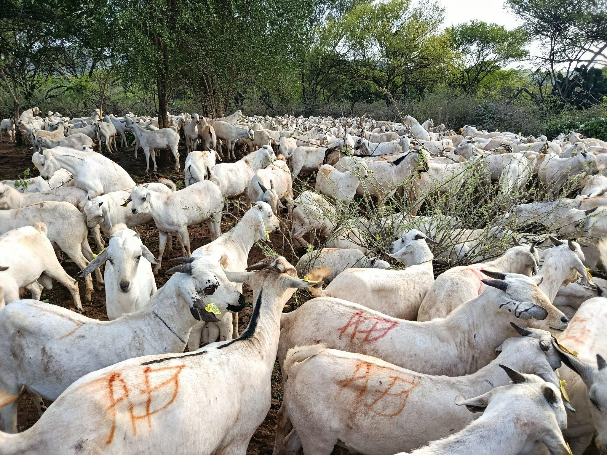 400 NDMA Goats for Baringo Women Missing, MP Under Fire