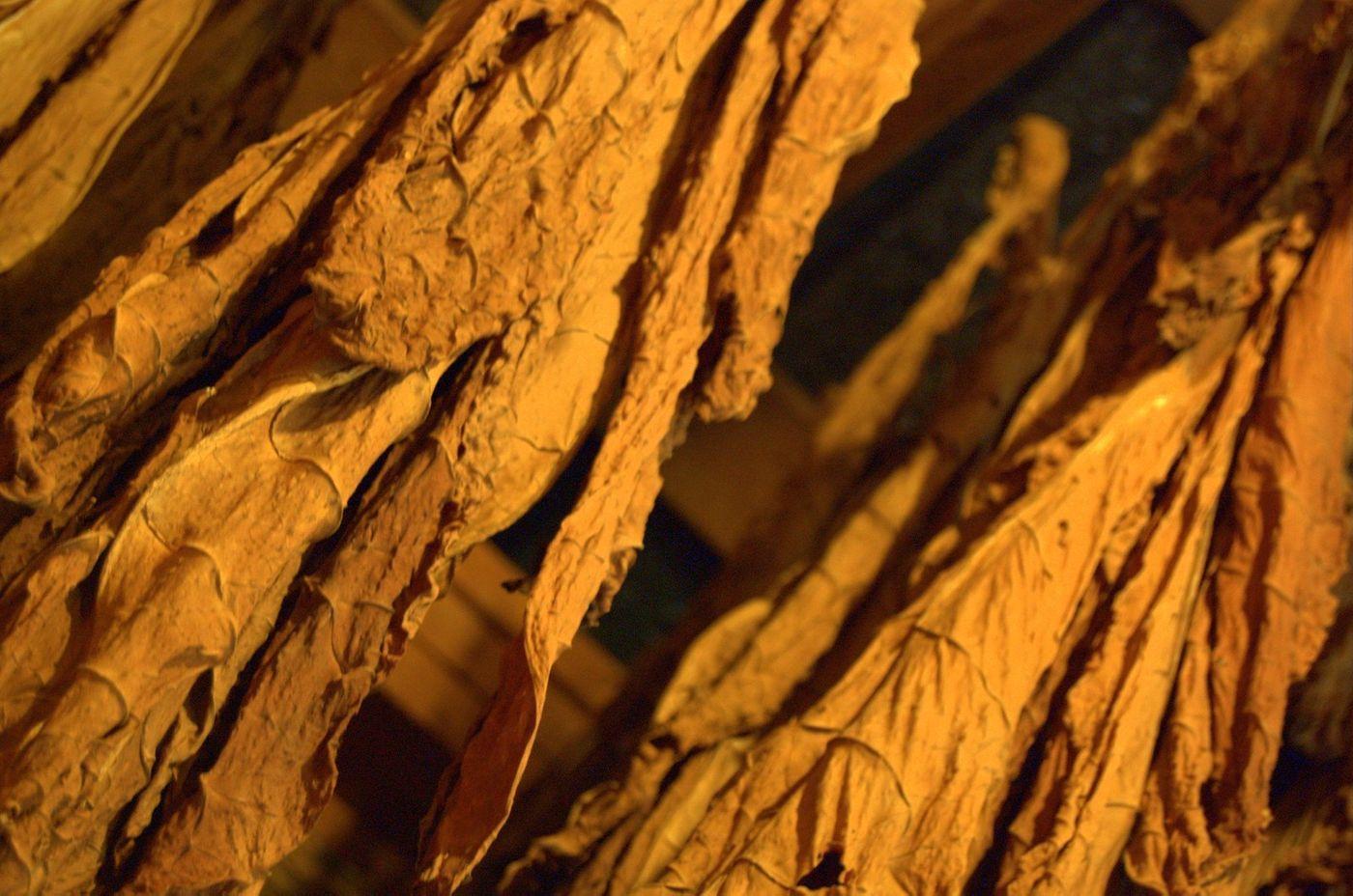 Tobacco Imports in Kenya Face Total Ban as Government Fights Addiction and Corruption
