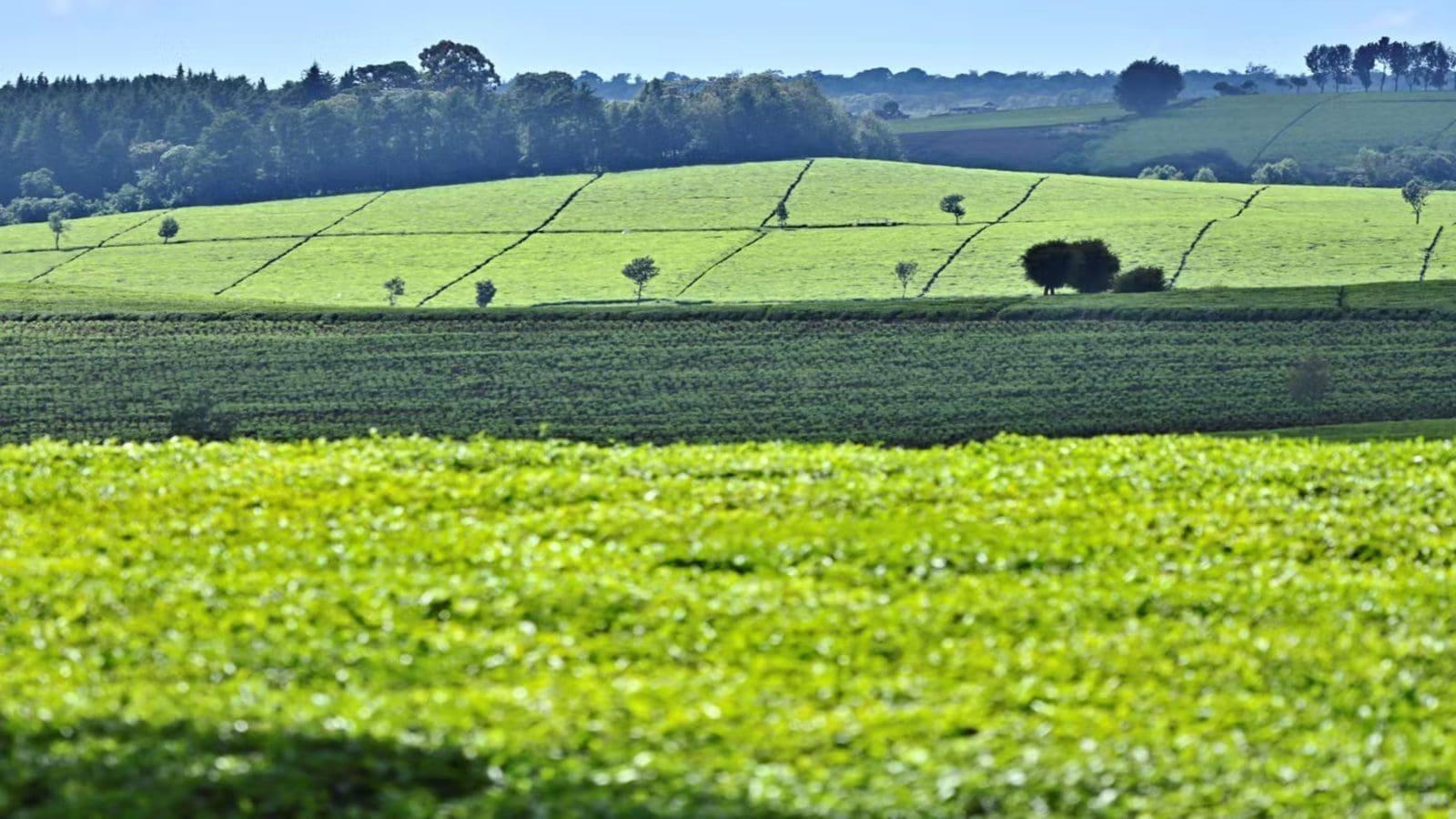 Bloody Past Revisited: Browns’ Mass Retrenchment Sparks Fears of Fresh Clashes in Kericho
