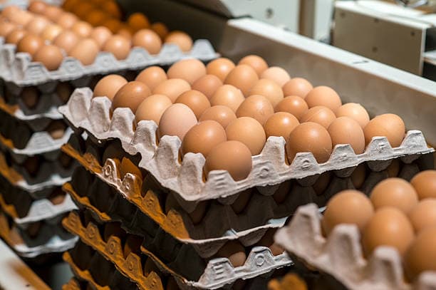 They Laughed When I Started My Small Poultry Farm, But Now I’m Supplying Eggs To Major Hotels In Town