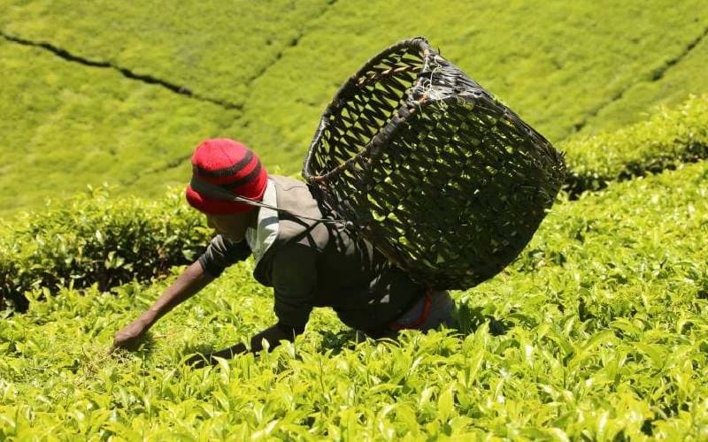 How KTDA Directors Are Milking Farmers Dry and Paying Peanuts For Tea Bonus