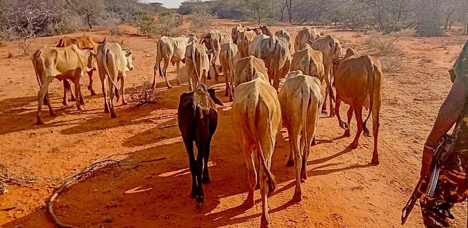 Govt Deploys KDF, NIS To Isiolo To Combat Cattle Rustling, Banditry