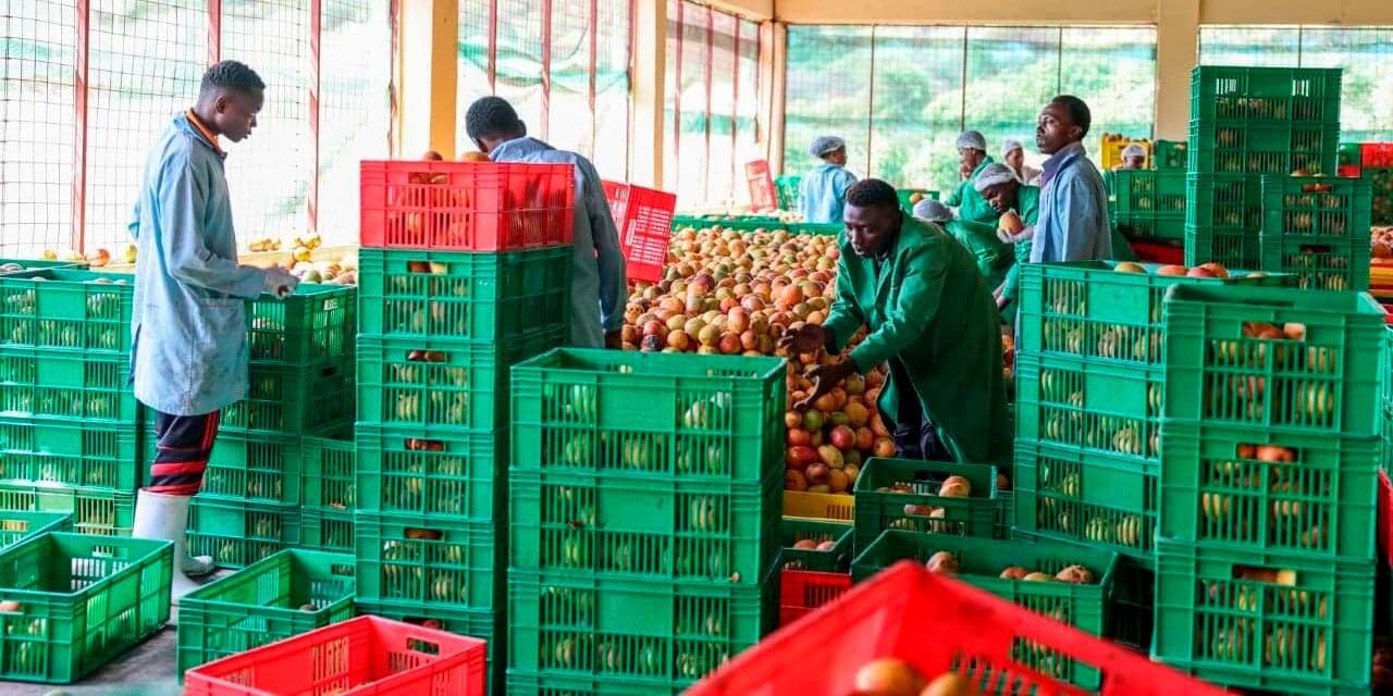 Makueni Fruit Processing Plant Grinds To A Halt As County Officials Exposed As Part Of Mango Cartels Frustrating Farmers