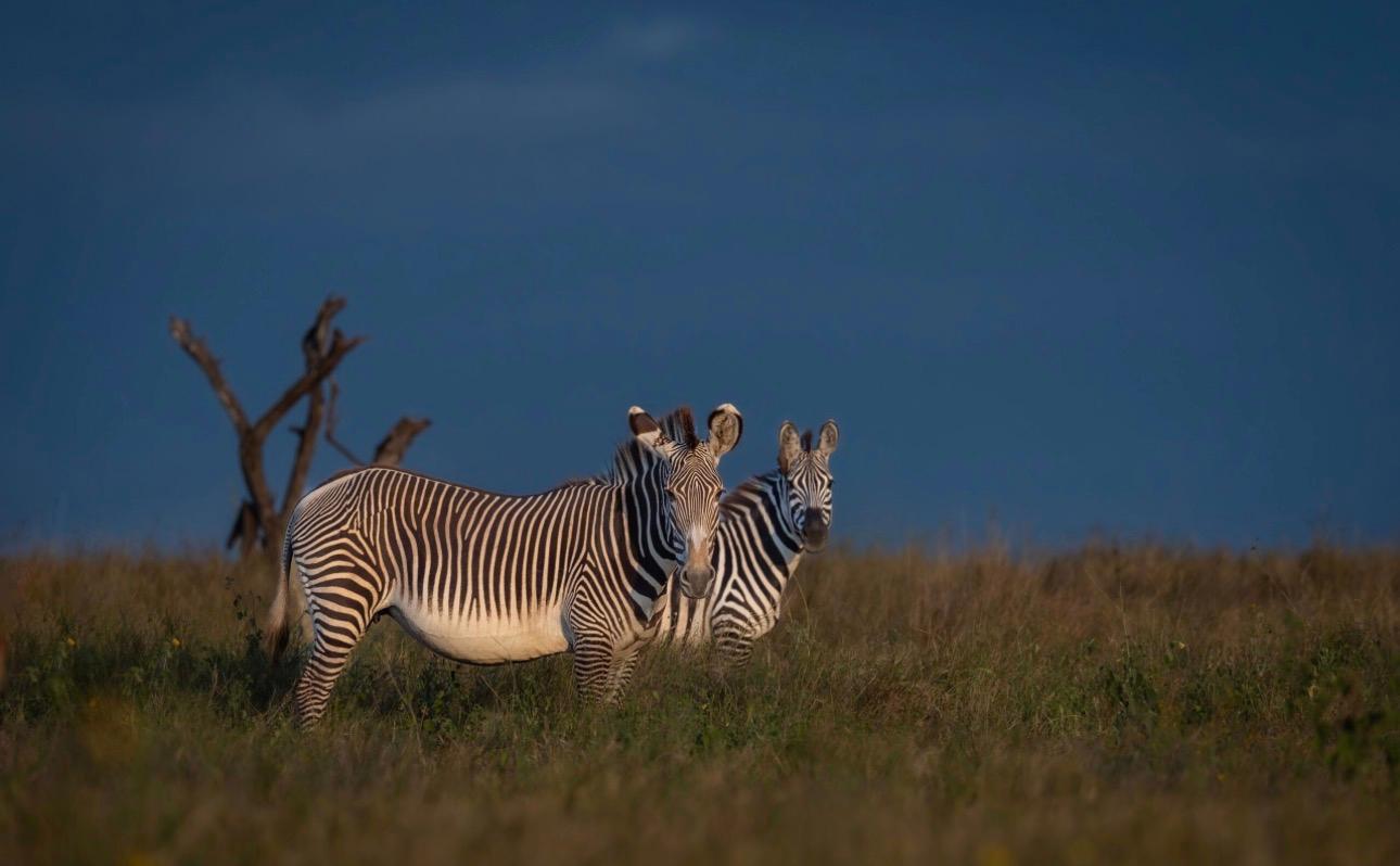 The Diplomat, the Mine Giant, and the Conservancy: Why Kenyans Are Questioning Britain’s Hand in Lewa